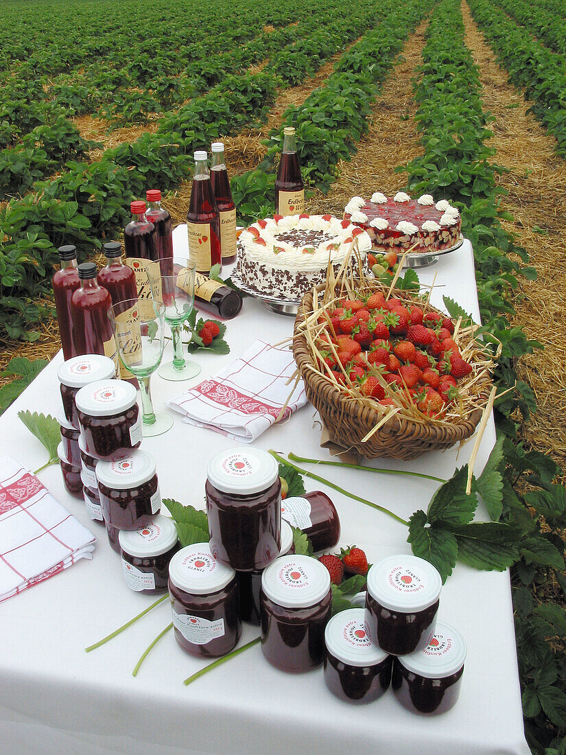 Strawberries, strawberry jam, strawberry wine, strawberry cake, strawberry field, Preetz, Schleswig-Holstein, Germany