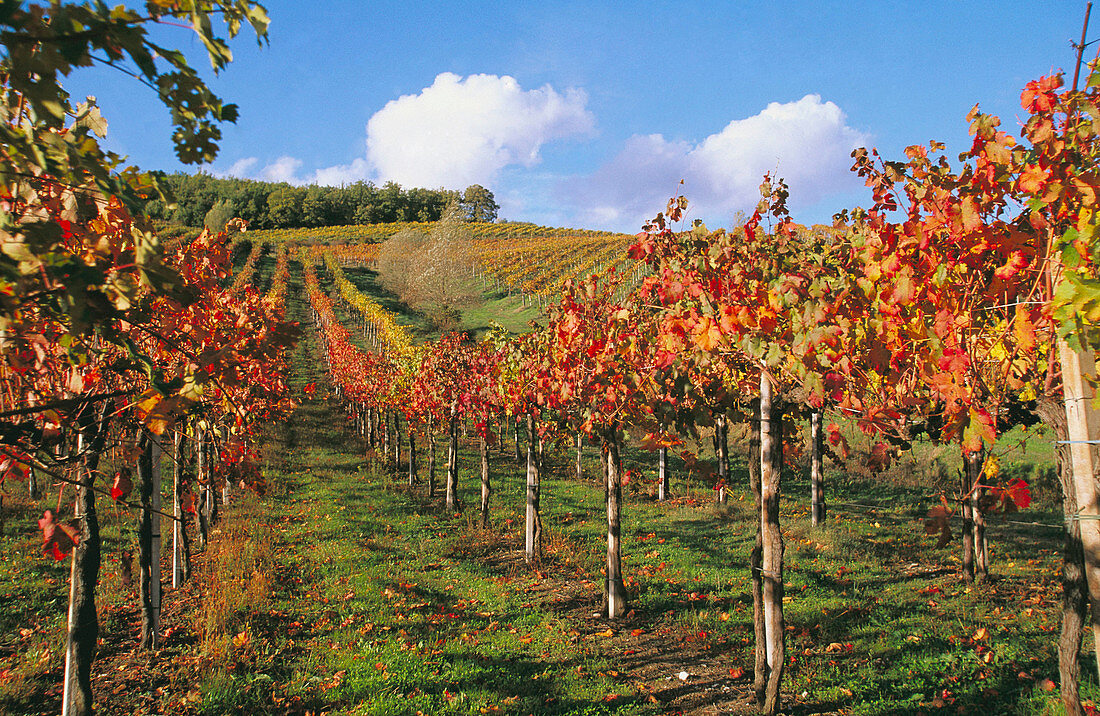 Vineyards, Chianti. Tuscany, Italy