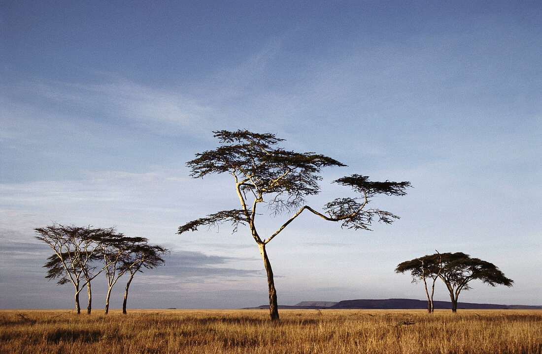 Fever trees (Acacia xanthophloea). Serengeti National Park, Tanzania