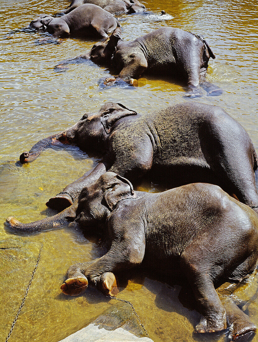 Elephants. Kegalla district, Sri Lanka