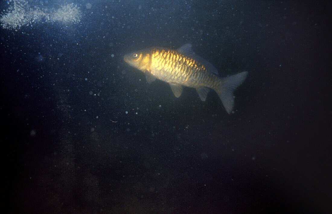 Common Carp (Cyprinus carpio). Galicia, Spain