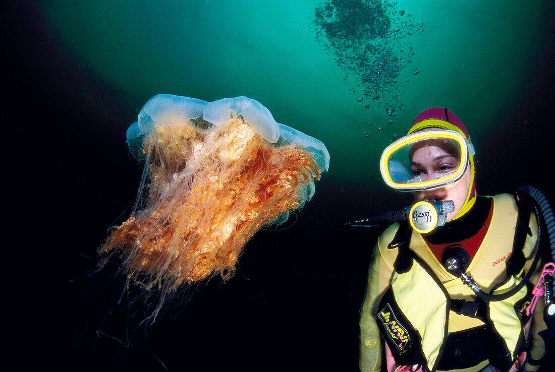 Diver and Lion's mane jellyfish (Cyanea capillata). Norway