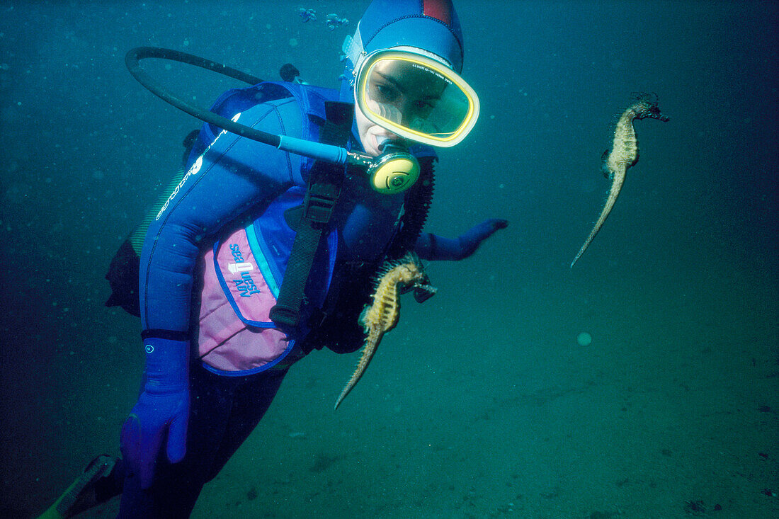 Diver and seahorses