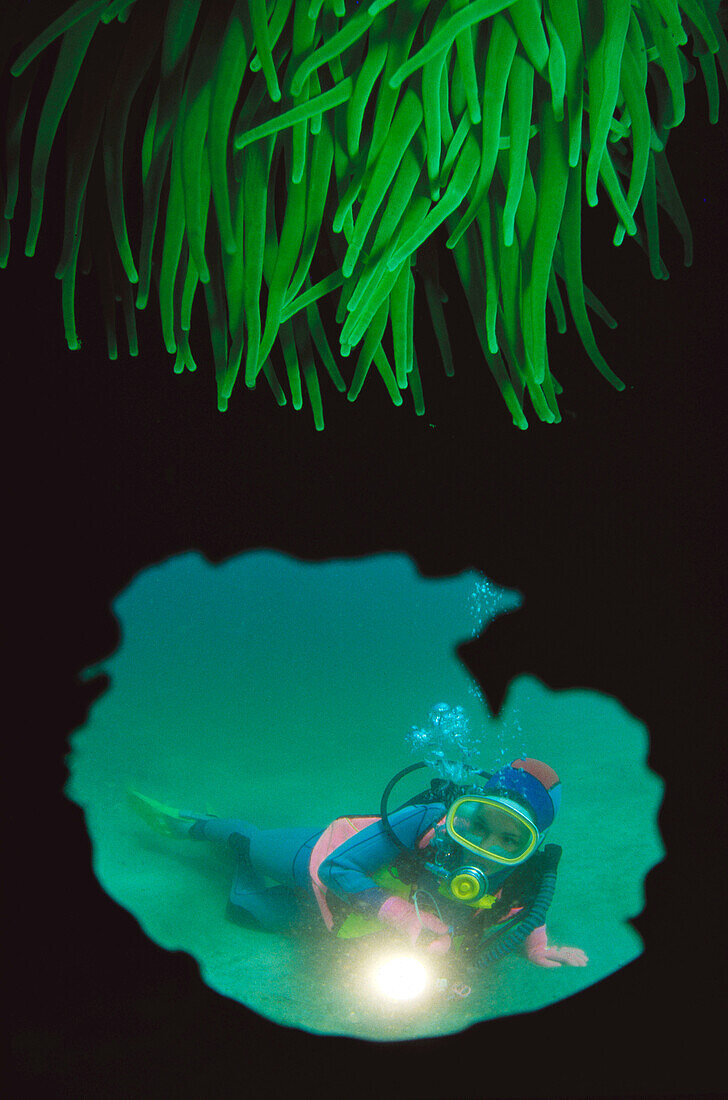 Diver and Snakelocks Anemone (Anemonia viridis). Galicia, Spain