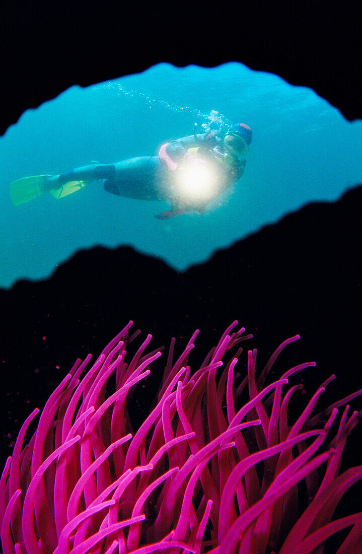 Diver and Snakelocks Anemone (Anemonia viridis). Galicia, Spain