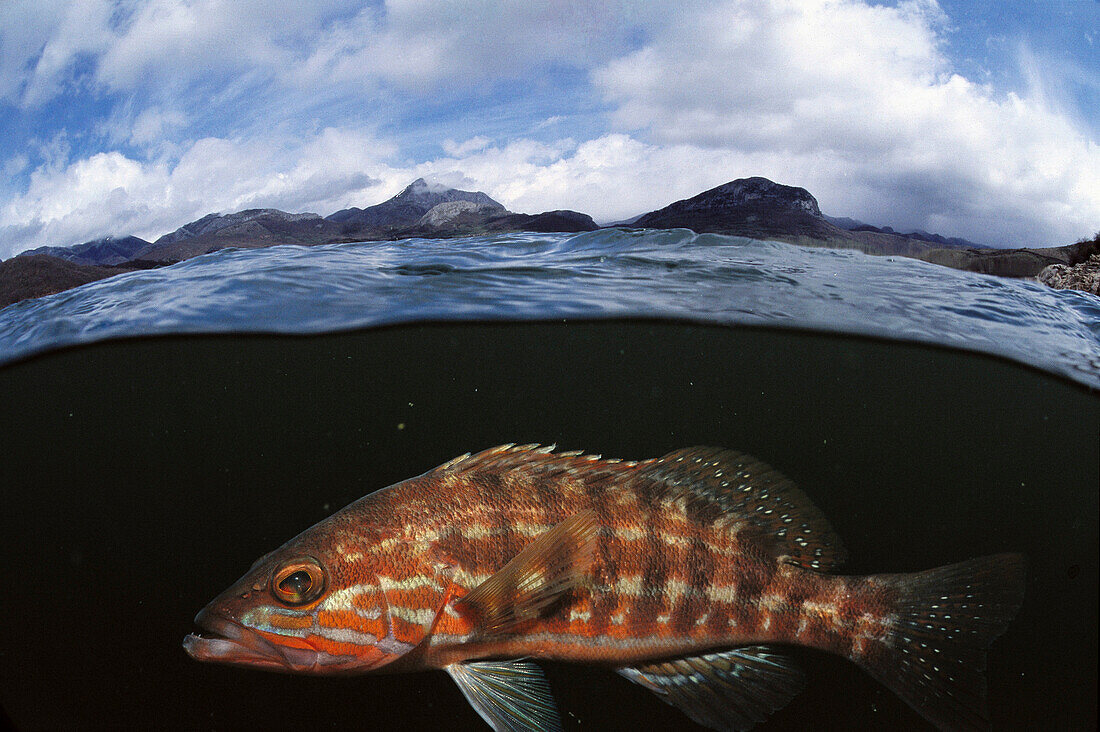 Comber (Serranus cabrilla). Galicia, Spain