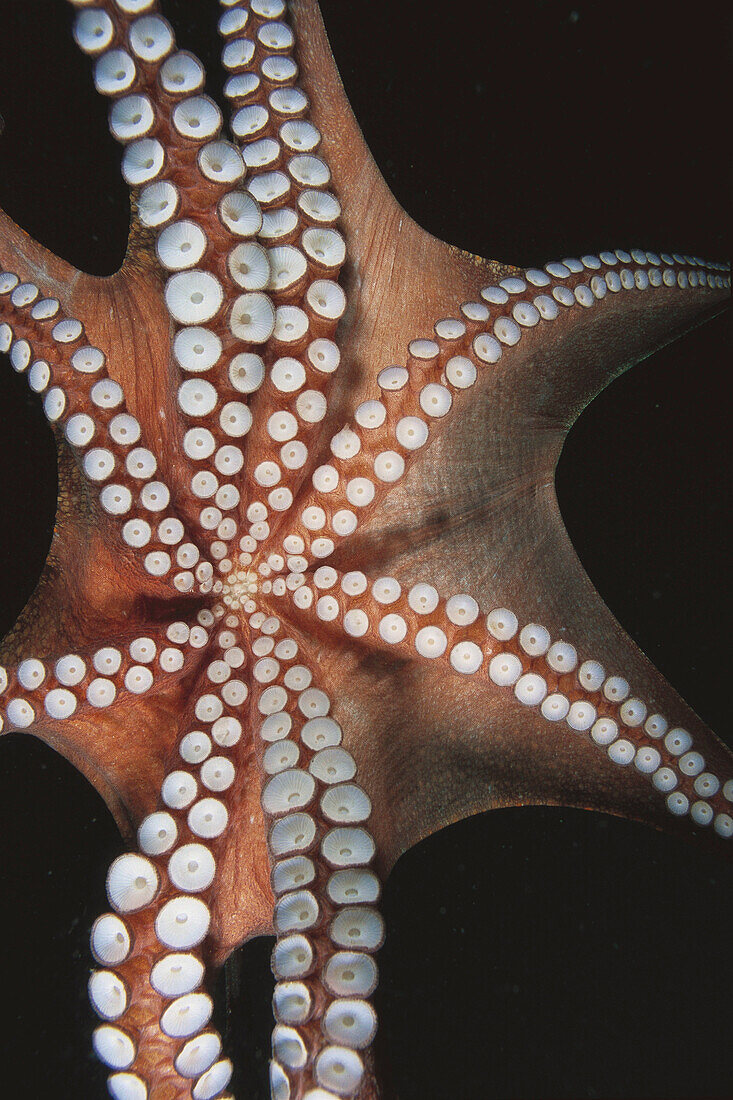 Eastern Atlantic. Galicia. Spain. Detail of the suckers of an octopus (Octopus vulgaris)