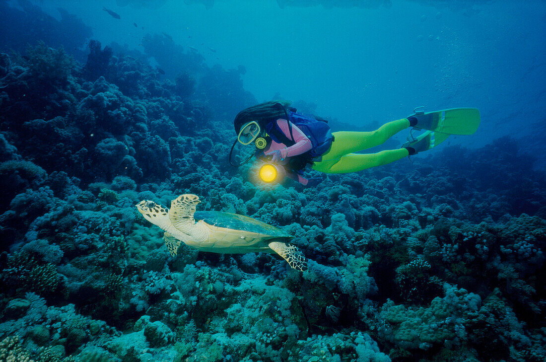 Diving, Red Sea