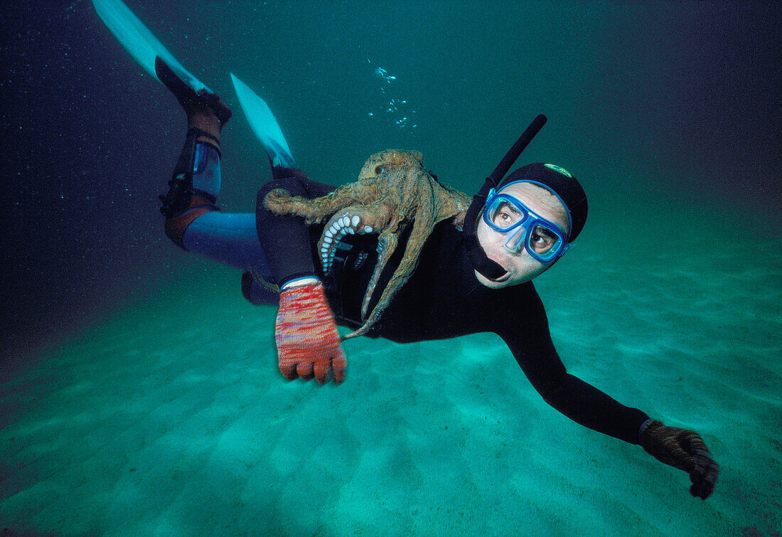 Diver and Octopus (Octopus vulgaris). Galicia, Spain