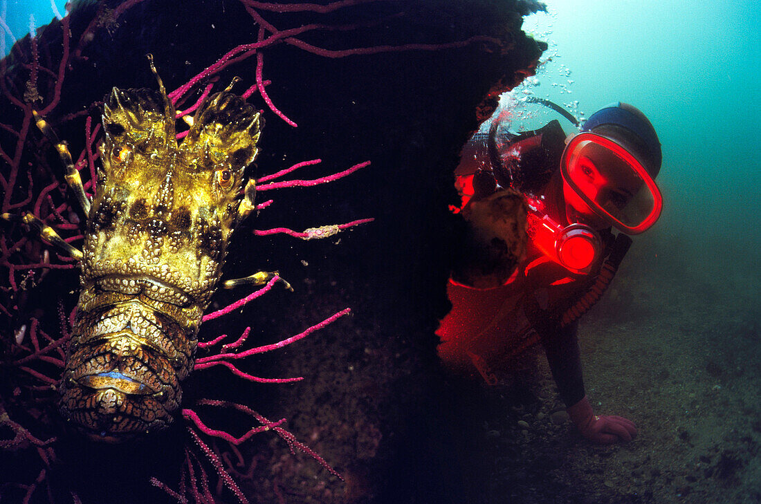 Diver and Slipper lobster (Scyllarus arctus). Galicia, Spain