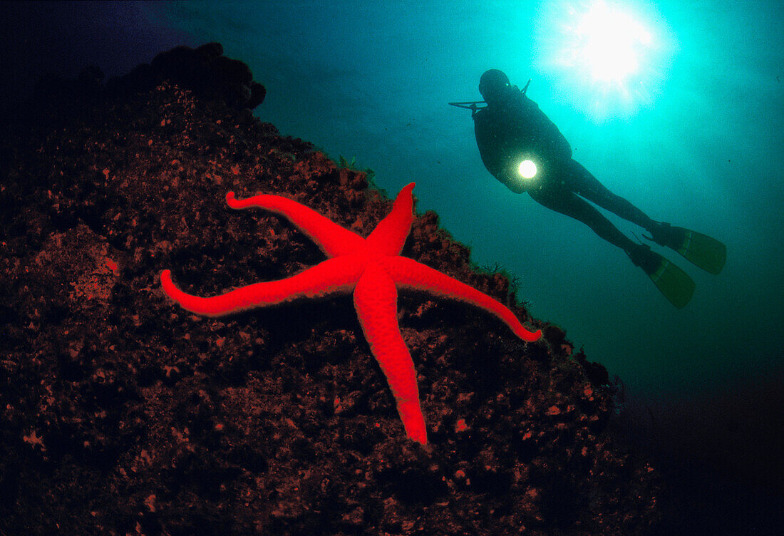Diver and Starfish (Equinaster sepositus). Galicia, Spain