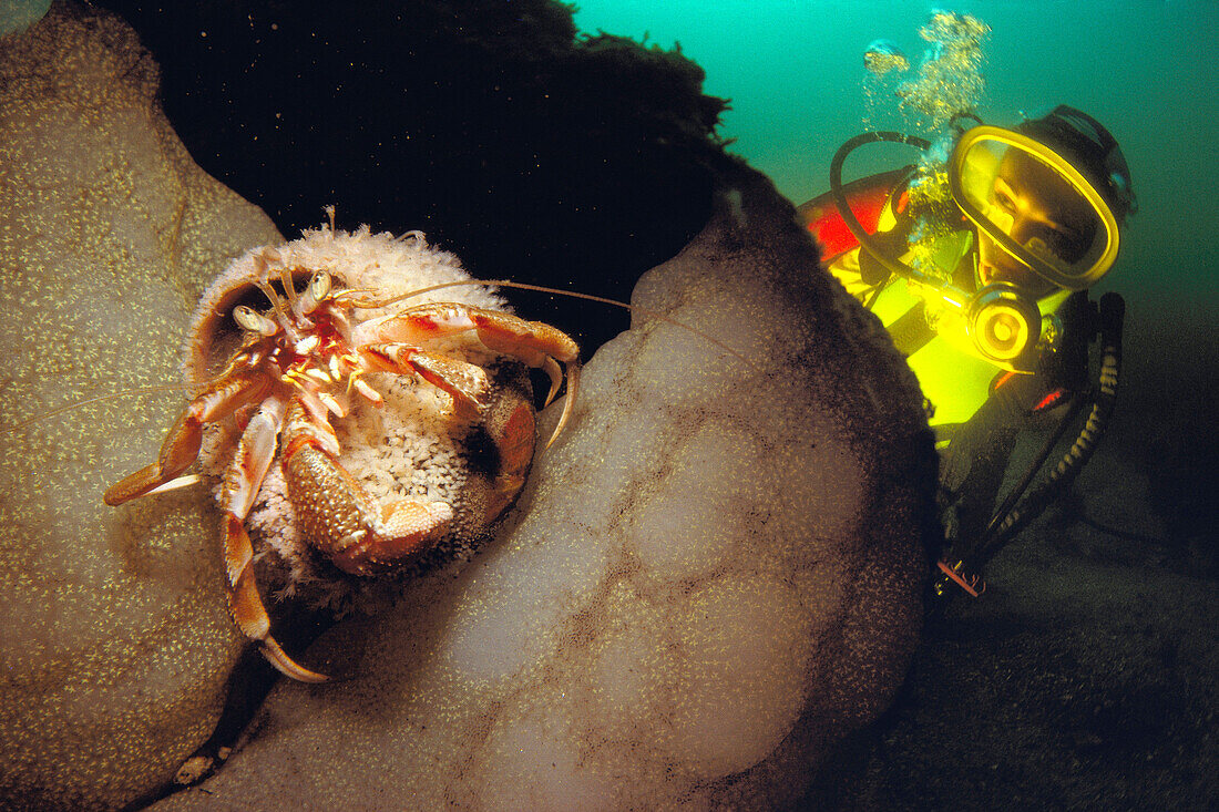 Diver and Hermit crab (Pagurus sp.). Galicia, Spain