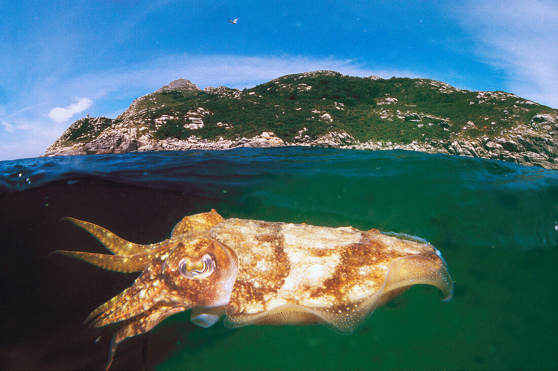 Cuttlefish (Sepia officinalis). Cies Islands, Ria of Vigo, Pontevedra province, Galicia, Spain