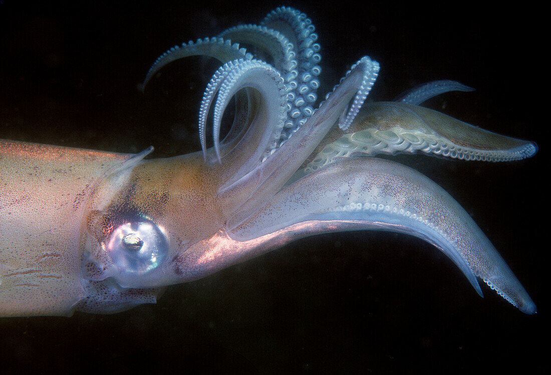 European Squid (Loligo vulgaris). Ria of Vigo, Pontevedra province, Galicia, Spain