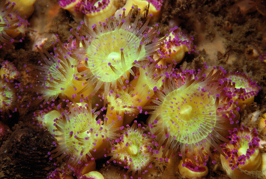 Strawberry Anemone (Corynactis viridis). Galicia, Spain