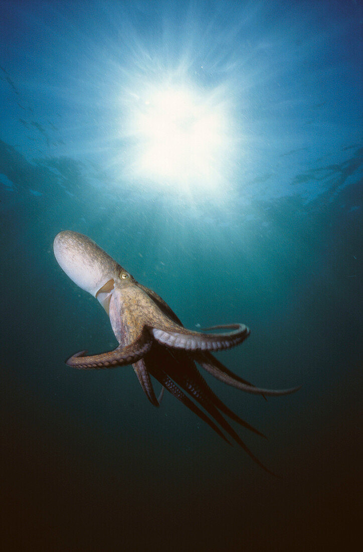 Octopus (Octopus vulgaris). Galicia, Spain