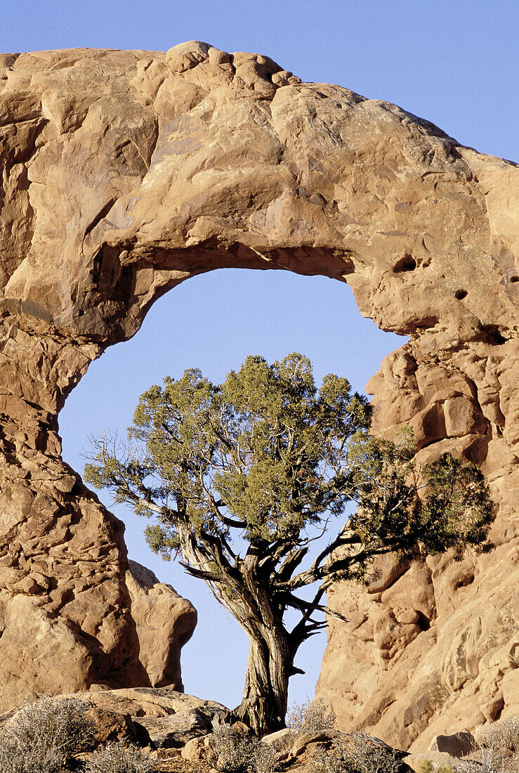 Utah Juniper (Juniperus osteosperma). Dead Horse State Park. Utah. USA