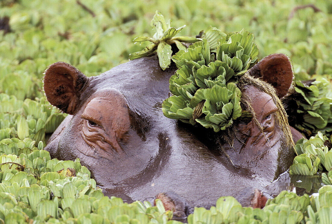 Hippopotamus with water lettuce. Masai Mara. Kenya