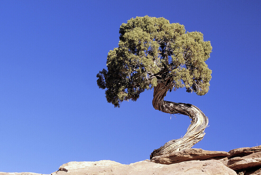 Utah Juniper (Juniperus osteosperma). Dead Horse State Park. Utah. USA