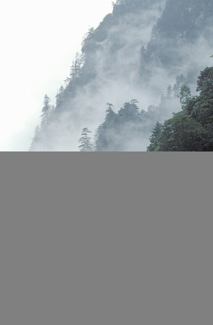 Mountainsides in fog. Wolong Tal, Wolong Valley. Himalaya, China