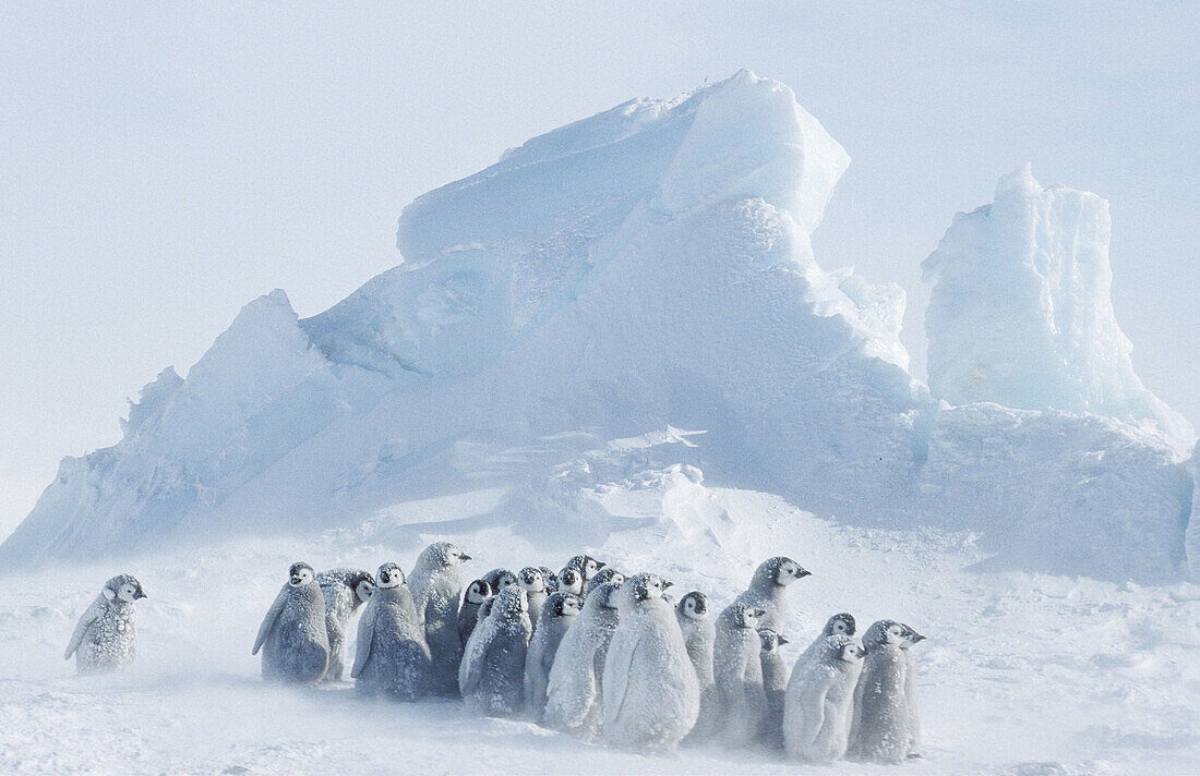 Emperor Penguins (Aptenodytes forsteri). Dawson-Lambton glacier, Antarctica