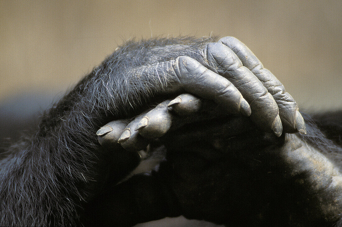 Chimpanzee (Pan troglodytes), hands. Gombe Stream National Park. Tanzania