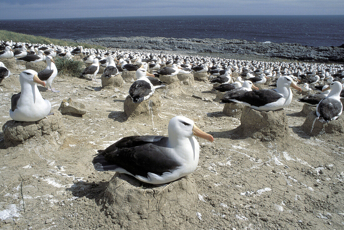 Black-browed Albatross (Diomedea melanophris). Falkland Islands