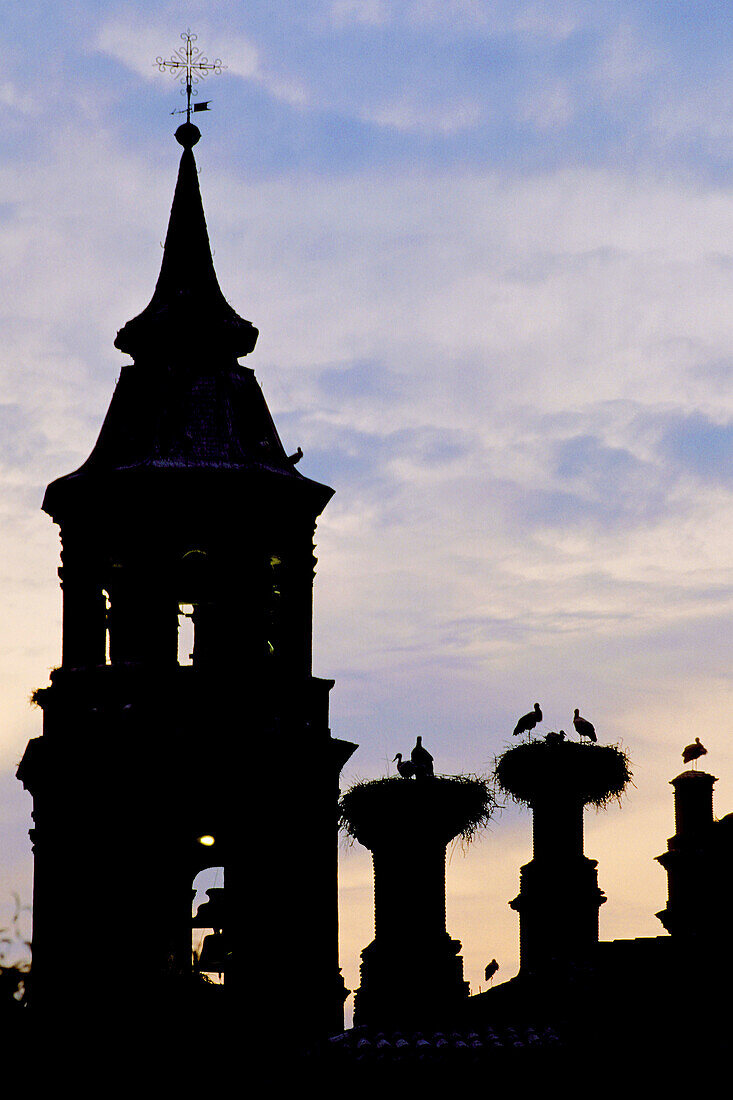 White Stork (Ciconia ciconia), nests at collegiate church of San Miguel. Alfaro. La Rioja, Spain