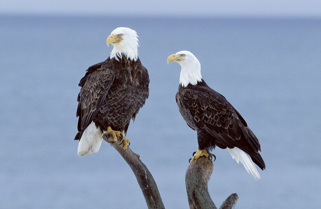 Bald Eagle (Haliaeetus leucocephalus). Homer. Alaska, USA
