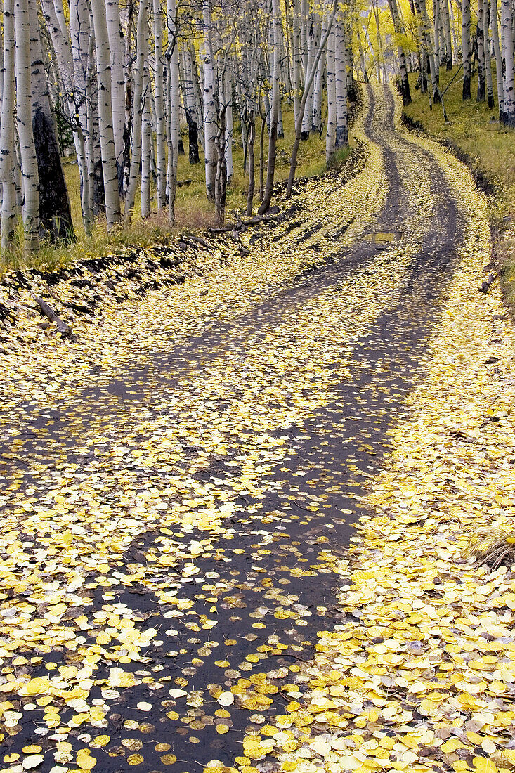 White aspen trunks and fall foliage in Colorado, USA.