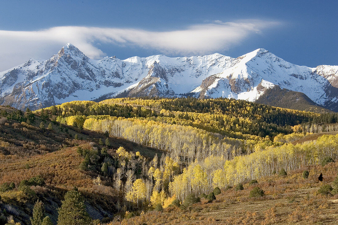 Aspen trees (Populus) and Colorado Blue Spruce (Picea pungens Engelm) at mountains in fall colors. Colorado. USA