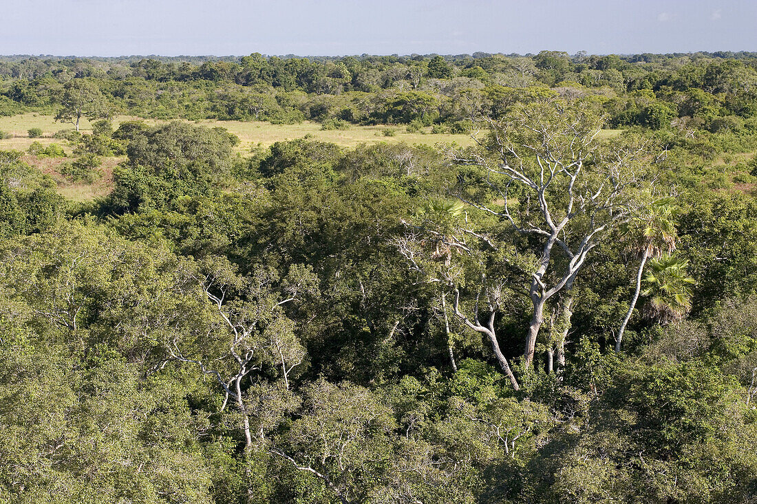 Pantanal, the world largest wetland, Brazil, South America
