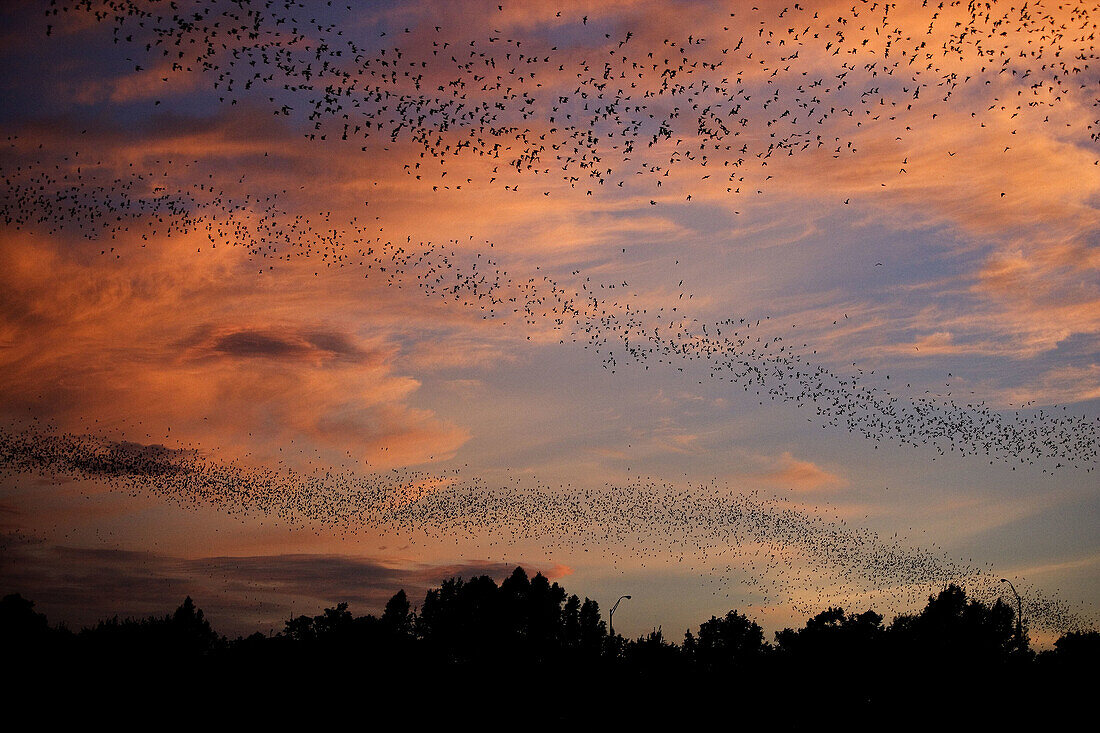 Mexican free-tailed bats (Tadarida brasiliensis). Sunset, Worlds largest urban bat colony. Austin, Texas. USA.