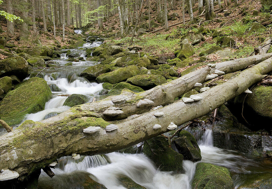 Kleine Ohe mountain brook. National Park Bavarian forest, Germany