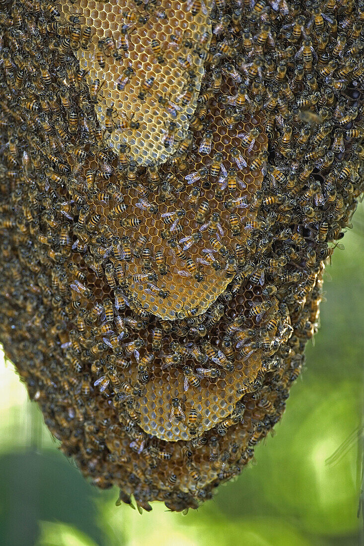 Bees. Pantanal, the world largest wetland, Brazil, South America
