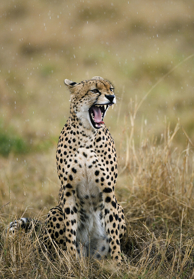 Cheetah (Acinonyx jubatus). Masai Mara. Kenia