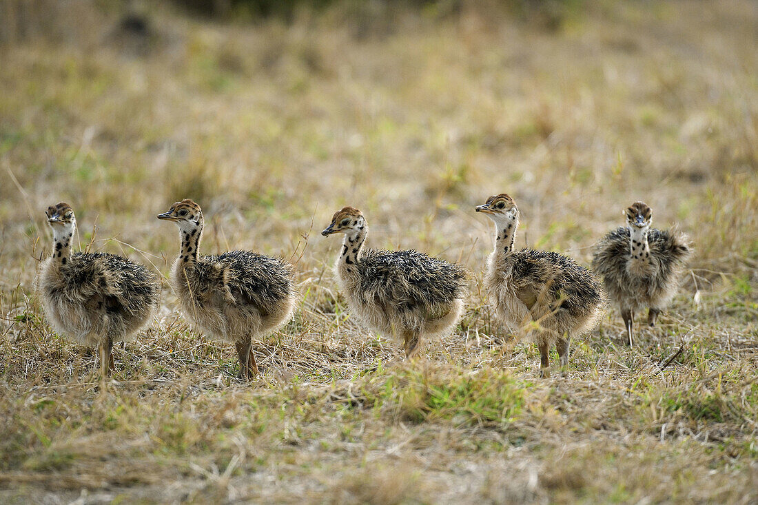 Ostriches (Struthio camelus). Masai Mara, Kenya.