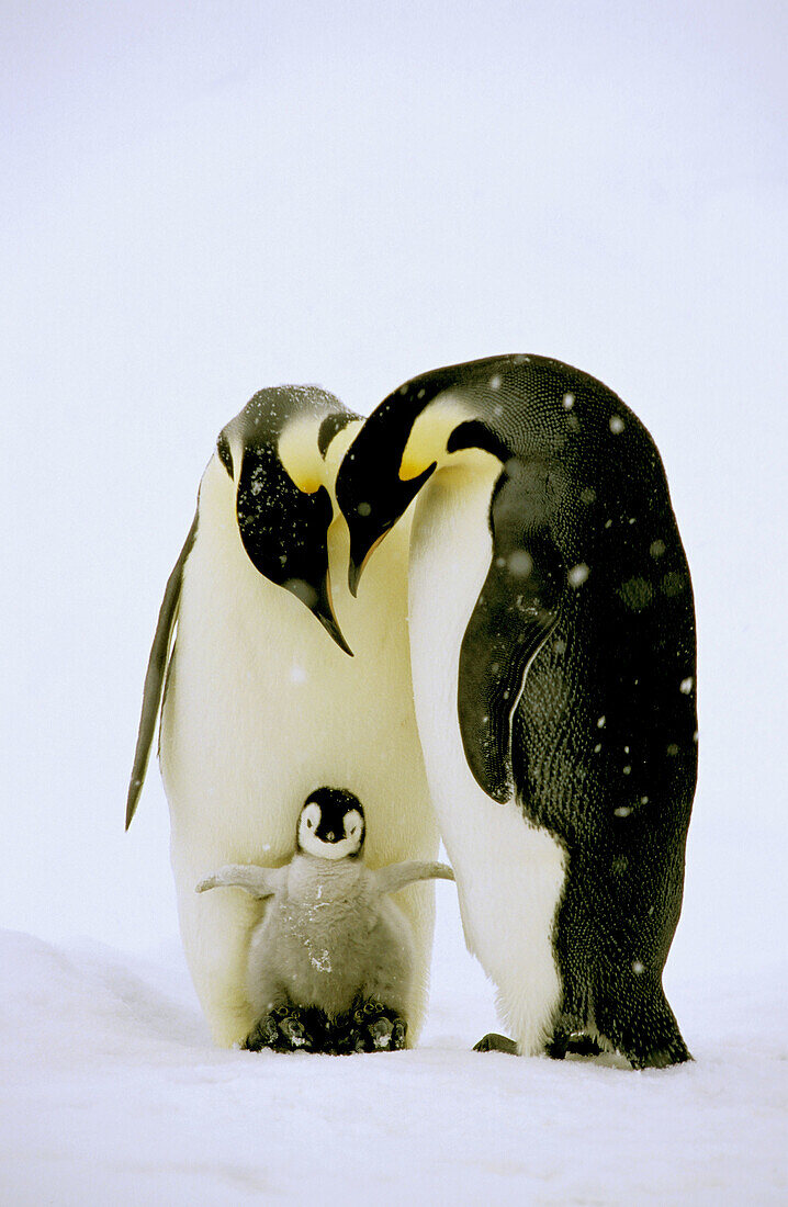 Emperor penguin (Aptenodytes forsteri). Dawson-Lambton glacier, Antarctica, December