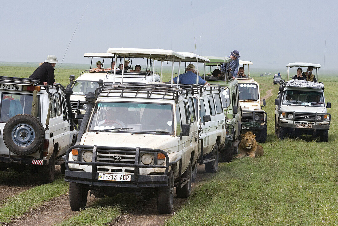 Lion (Panthera leo), Ngorongoro crater, Tanzania, Africa.
