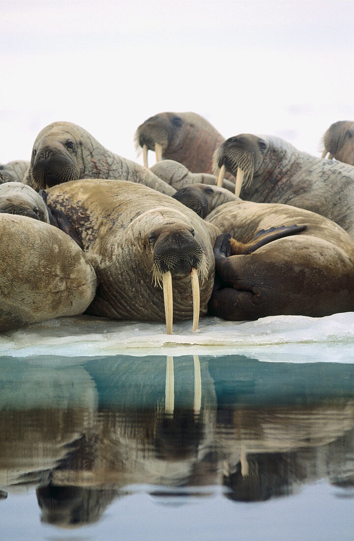 Atlantic walrus (Odobenus rosmarus rosmarus) group on ice floe. Arctic and Subarctic waters