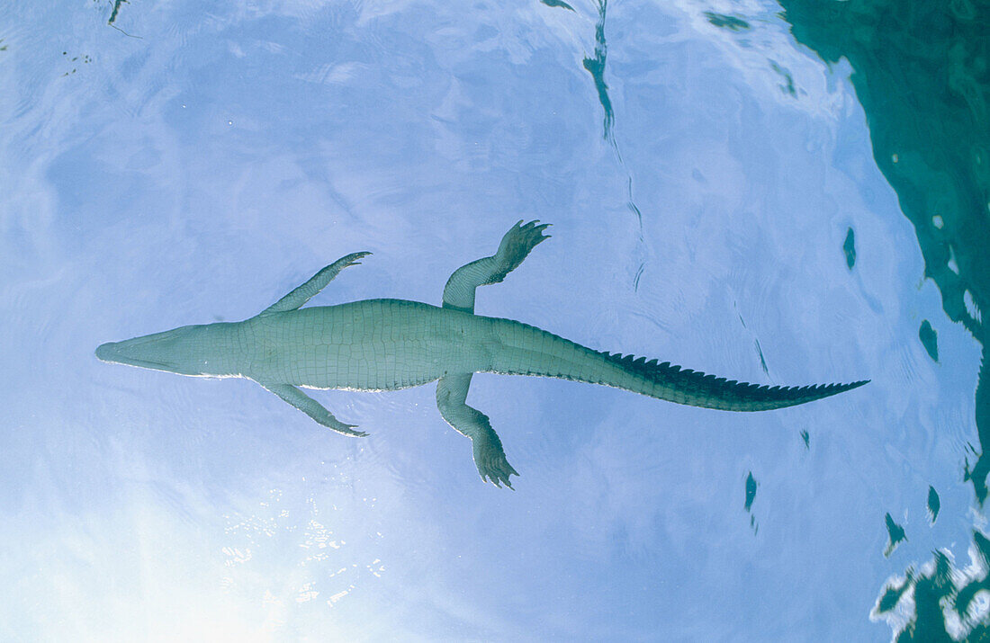 Indopacific or estuarine crocodile (Crocodylus porosus) underwater. Tropical India to Vanuatu