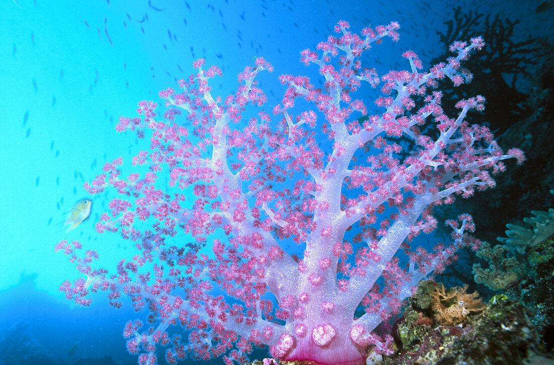 Pink soft coral (Dendronephthya sp.)