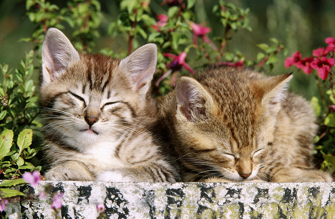 Two sleeping young cats