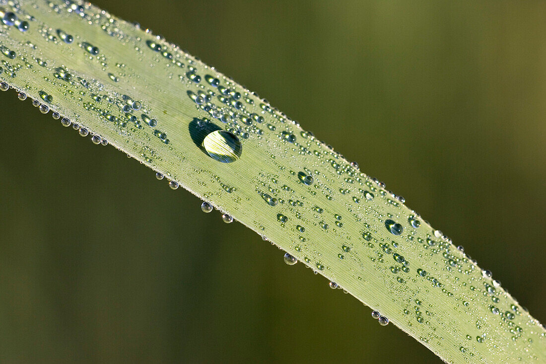 Drops of water, dew on reed leaf, Germany
