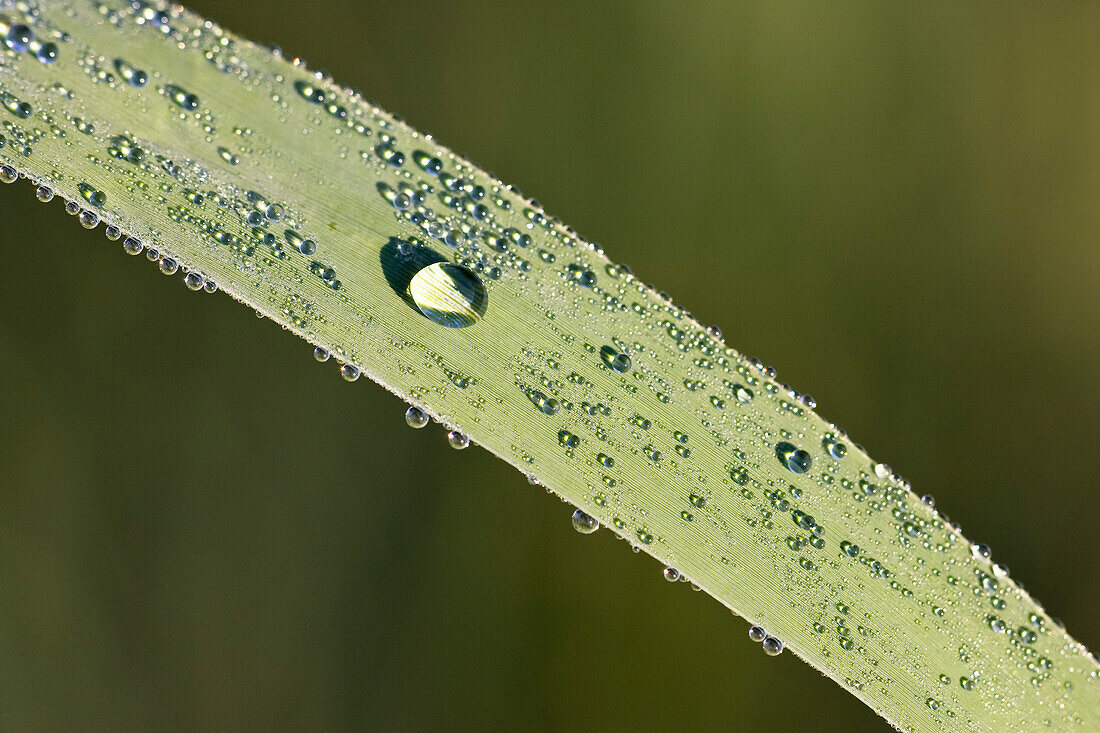 Wassertropfen auf Schilfblatt, Tautropfen, Deutschland