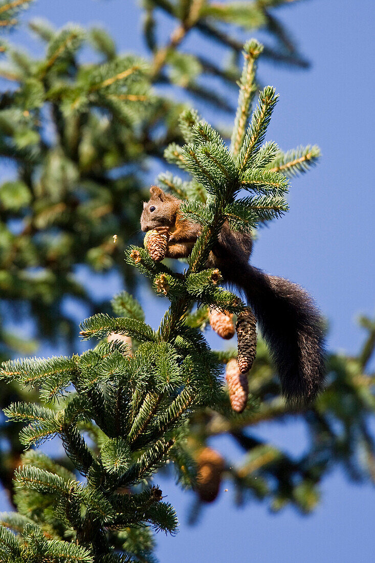 Eichhörnchen frisst Fichtenzapfen, Sciurus vulgaris, Bayern, Deutschland