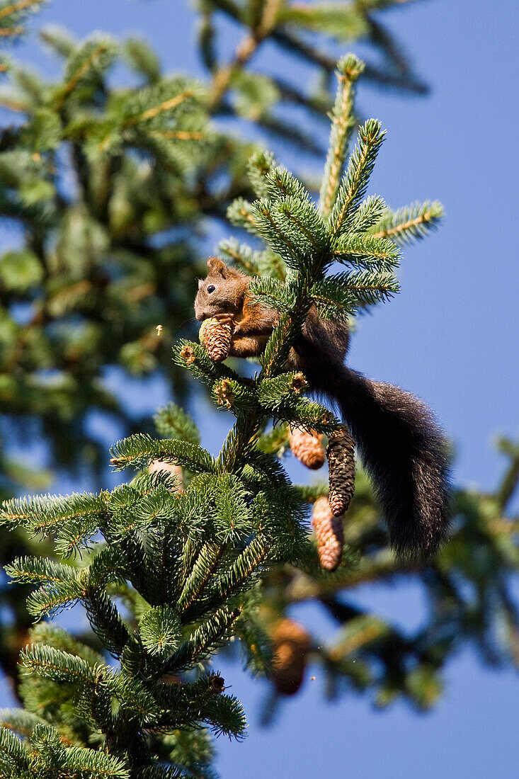 Red Squirrel eating spruce cone, Sciurus vulgaris, Bavaria, Germany