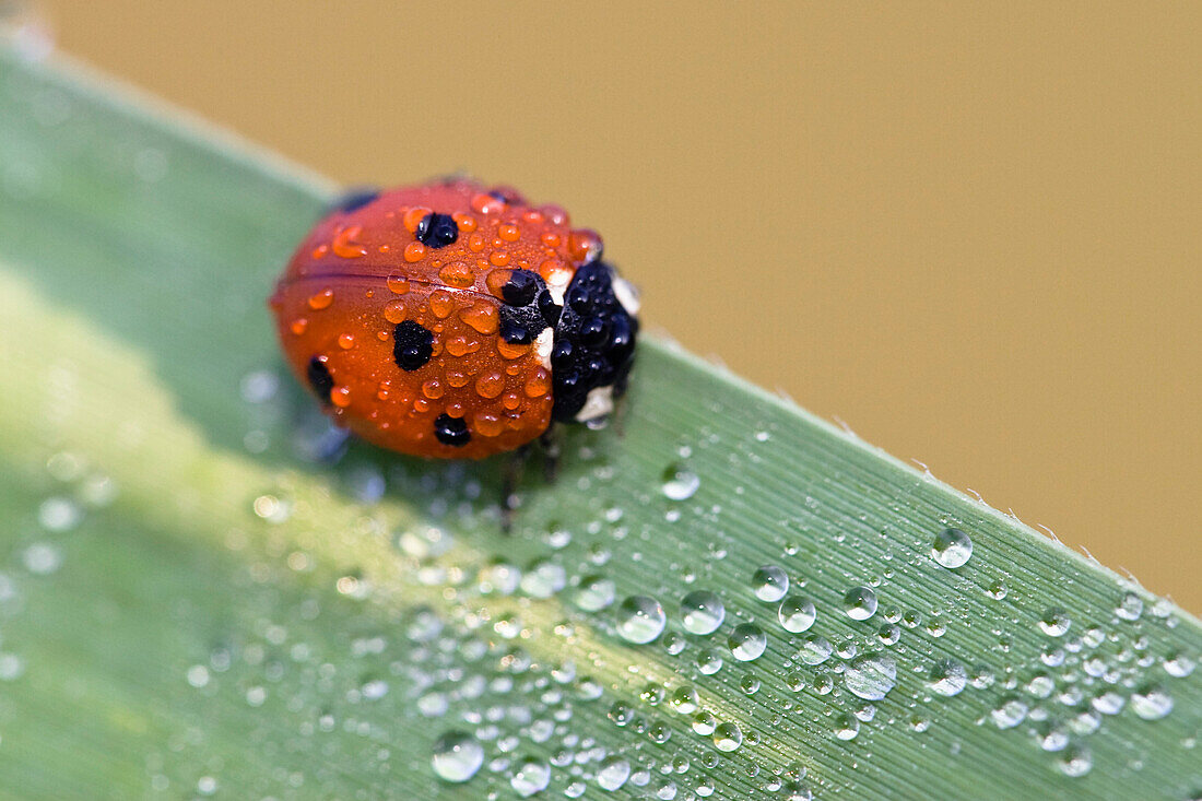 Ladybird with dew, Coccinella septempunctata, Germany