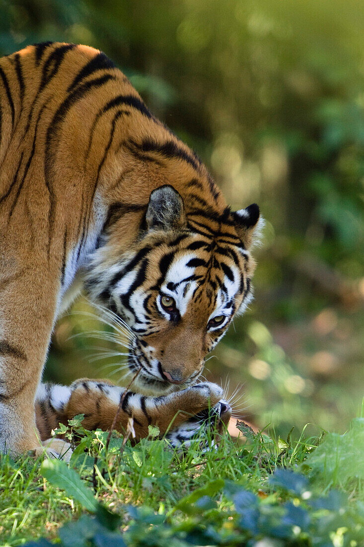 Siberian Tigers, mother and cub, Panthera tigris altaica, captive