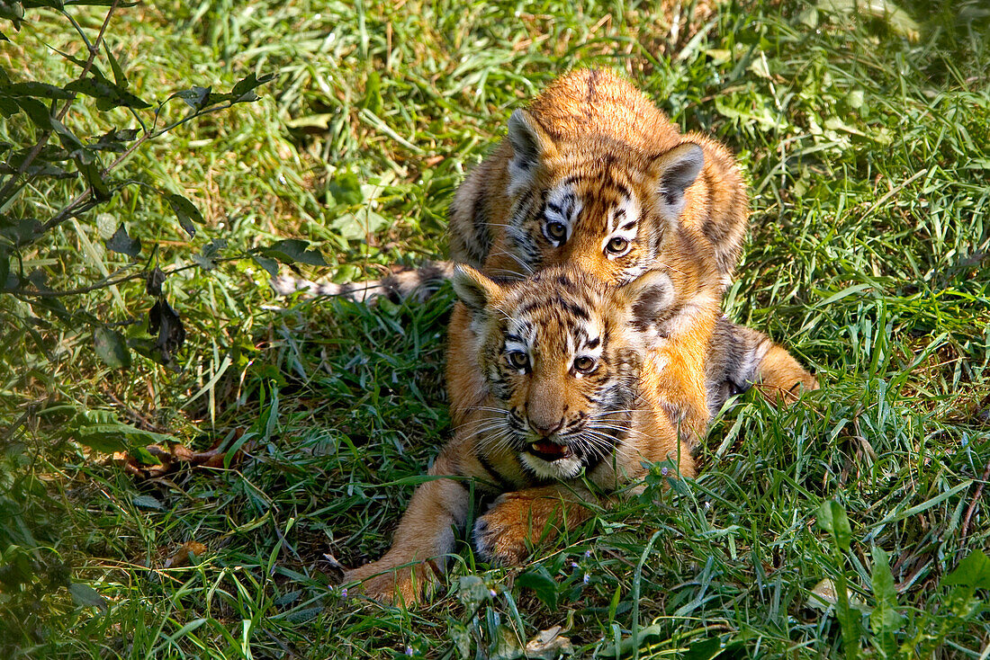 Junge Sibirische Tiger spielen im Gras